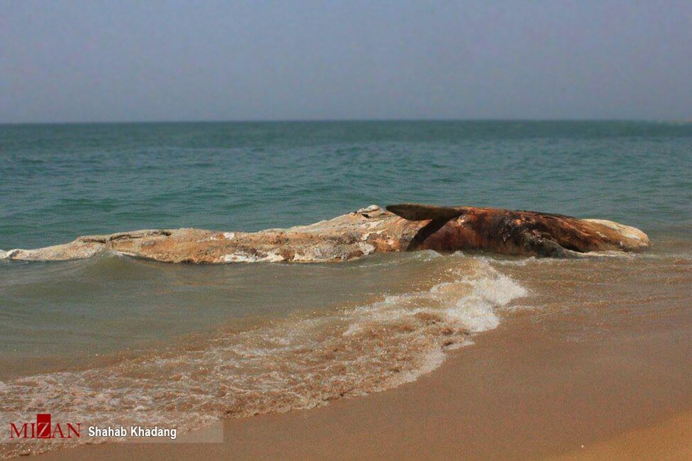 تصاویر مرگ نهنگ در ساحل خلیج‌ فارس,عکس های مرگ نهنگ در ساحل خلیج‌ فارس,مرگ نهنگ در ساحل خلیج‌ فارس