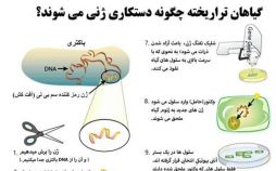 اینفوگرافیک تولید گیاهان تراریخته