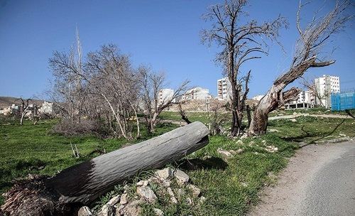 باغ,اخبار اجتماعی,خبرهای اجتماعی,محیط زیست