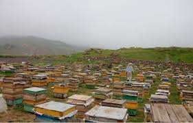 کشاورزی,اخبار اقتصادی,خبرهای اقتصادی,کشت و دام و صنعت