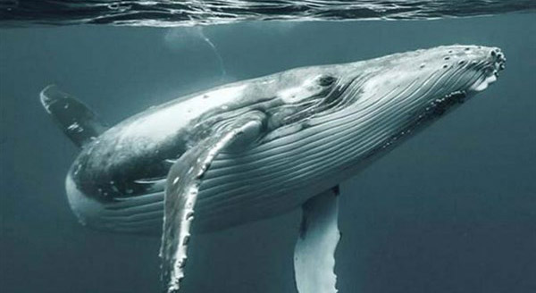 خودکشی نهنگ ها,اخبار علمی,خبرهای علمی,طبیعت و محیط زیست
