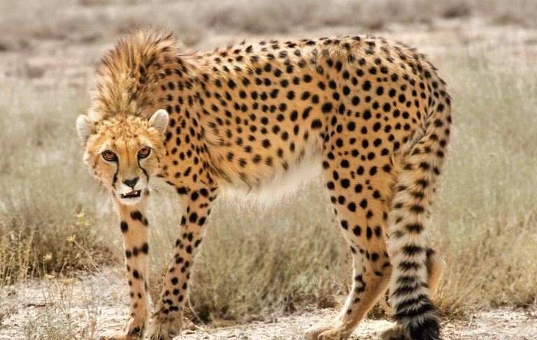 یوزپلنگ ایرانی,اخبار اجتماعی,خبرهای اجتماعی,محیط زیست