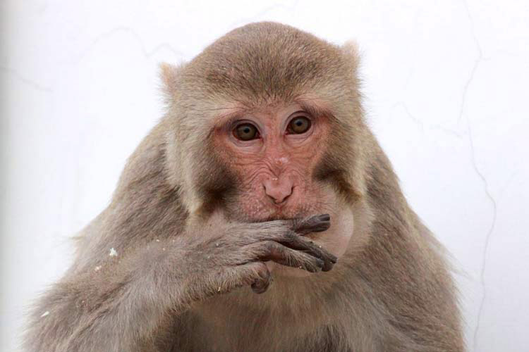 میمون,اخبار علمی,خبرهای علمی,طبیعت و محیط زیست