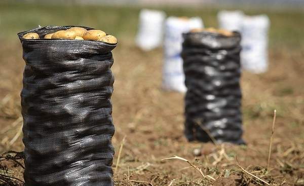 سیب زمینی سیب زمینی,اخبار اقتصادی,خبرهای اقتصادی,کشت و دام و صنعت