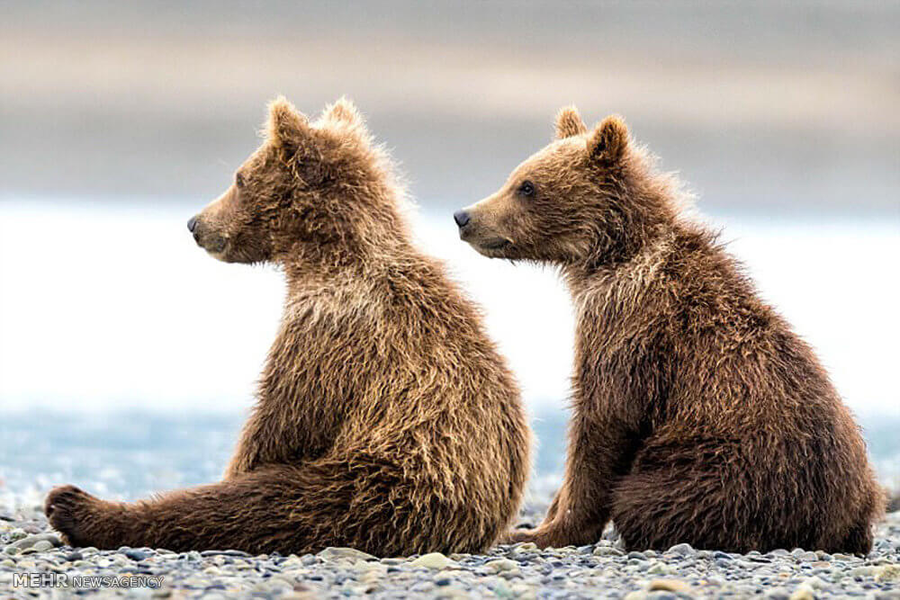 عکس های خرس های قهوه ای آلاسکا,تصاویر خرس های قهوه ای آلاسکا,عکس های پارک ملی کاتمای آلاسکا