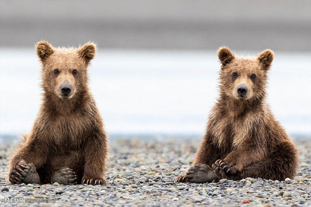 عکس های خرس های قهوه ای آلاسکا,تصاویر خرس های قهوه ای آلاسکا,عکس های پارک ملی کاتمای آلاسکا