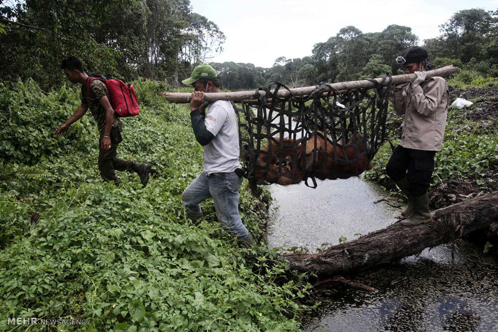 عکس های مرگ اورانگوتان ها در اندونزی,تصاویر مرگ اورانگوتان ها در اندونزی,عکس های گسترش کشت گیاه روغن پالم و تخریب جنگل ها در اندونزی