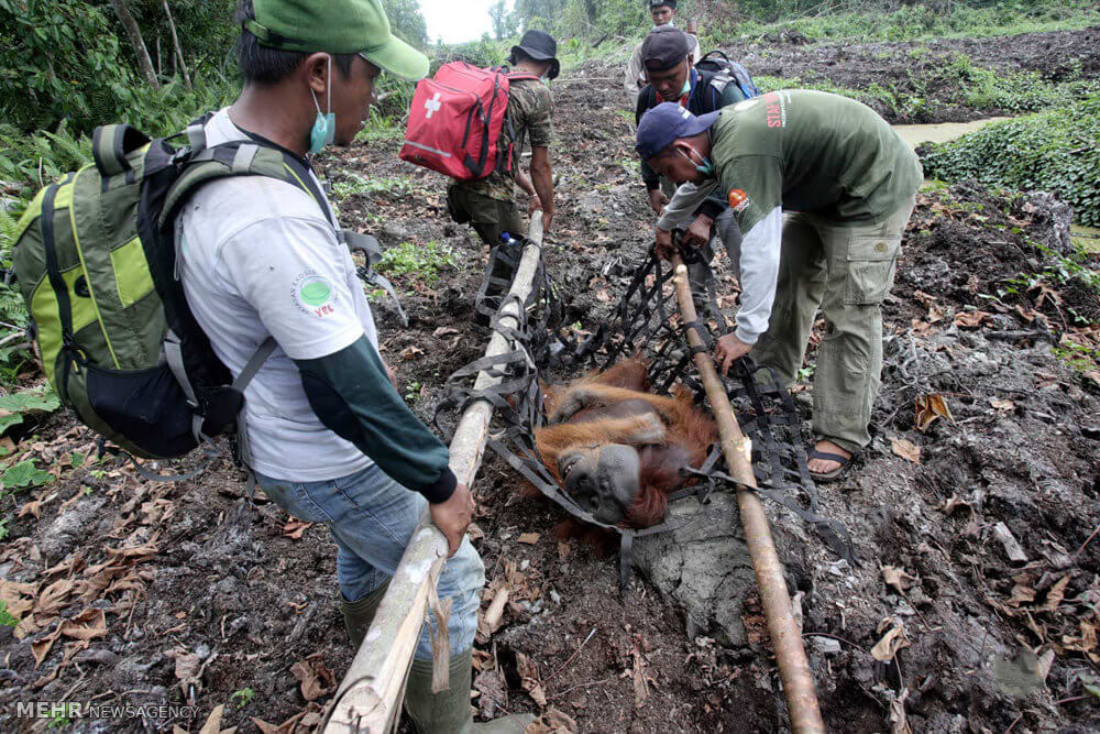 عکس های مرگ اورانگوتان ها در اندونزی,تصاویر مرگ اورانگوتان ها در اندونزی,عکس های گسترش کشت گیاه روغن پالم و تخریب جنگل ها در اندونزی