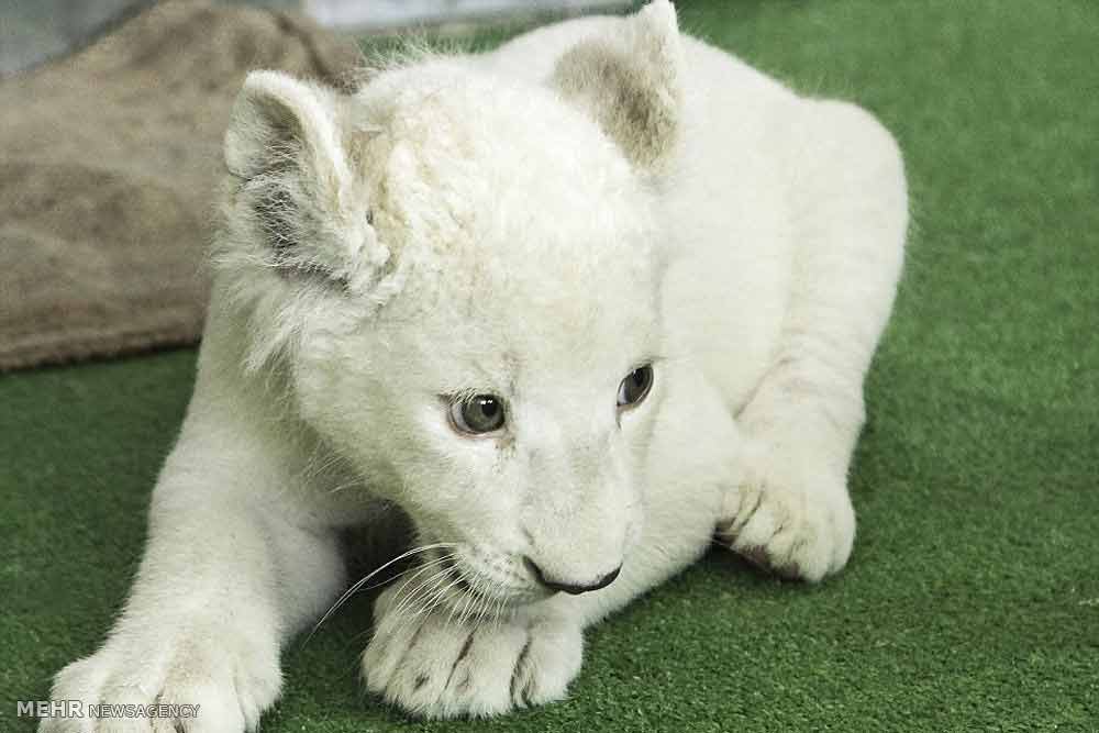 تصاویر توله شیرهای سفید باغ وحش ژاپن,تصاویر زیبای توله شیرهای سفید باغ وحش ژاپن,عکس توله شیرهای سفید باغ وحش ژاپن