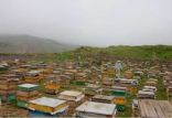 کشاورزی,اخبار اقتصادی,خبرهای اقتصادی,کشت و دام و صنعت