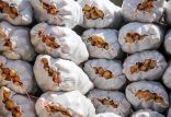 سیب زمینی,اخبار اقتصادی,خبرهای اقتصادی,کشت و دام و صنعت