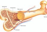 استخوان,اخبار پزشکی,خبرهای پزشکی,تازه های پزشکی