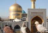 تکذیب کسب درآمد آستان قدس از فروش دانه برای کبوتران حرم حرم امام رضا,اخبار مذهبی,خبرهای مذهبی,حج و زیارت