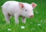 خوک,اخبار پزشکی,خبرهای پزشکی,تازه های پزشکی