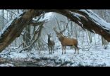 برنده خرس طلایی,اخبار فیلم و سینما,خبرهای فیلم و سینما,اخبار سینمای جهان
