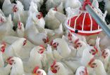 جاذب‌های روغن با پرمرغ,اخبار علمی,خبرهای علمی,پژوهش