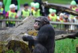شامپانزه,اخبار علمی,خبرهای علمی,طبیعت و محیط زیست