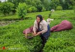 چای کاری,اخبار اقتصادی,خبرهای اقتصادی,کشت و دام و صنعت