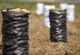 سیب زمینی,اخبار اقتصادی,خبرهای اقتصادی,کشت و دام و صنعت