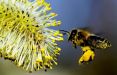 زنبور عسل,اخبار علمی,خبرهای علمی,طبیعت و محیط زیست