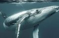 خودکشی نهنگ ها,اخبار علمی,خبرهای علمی,طبیعت و محیط زیست