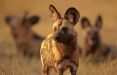 سگ وحشی آفریقا,اخبار جالب,خبرهای جالب,خواندنی ها و دیدنی ها