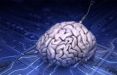 مغز,اخبار علمی,خبرهای علمی,اختراعات و پژوهش