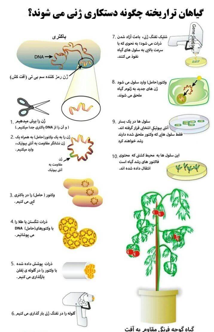اینفوگرافیک تولید گیاهان تراریخته