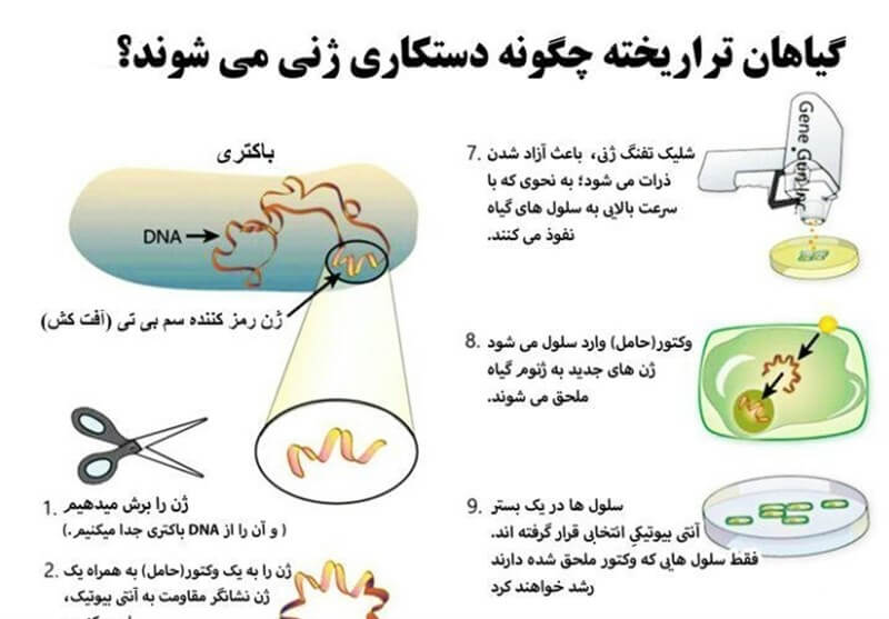 اینفوگرافیک تولید گیاهان تراریخته