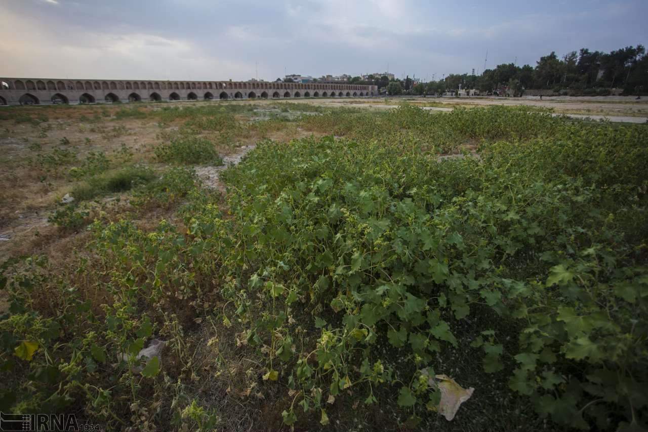 عکس تبدیل زاینده‌رود به مزرعه,تصاویر به مزرعه,عکس خشک شدن زاینده رود اصفهان