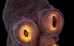 تصاویر مسابقه عکاسی موجودات میکروسکوپی,عکسهای موجودات زیر میکروسکوپ,عکس های مسابقه عکاسی دنیای کوچک نیکون