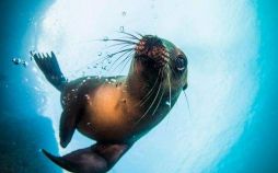 عکس جشنواره راب بوا در تایلند تا جشنواره سوکات در فلسطین,تصاویر جشنواره راب بوا در تایلند تا جشنواره سوکات در فلسطین,عکس جشنواره راب بوا در تایلند