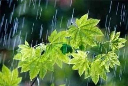 بارش باران بارش باران,اخبار اجتماعی,خبرهای اجتماعی,محیط زیست