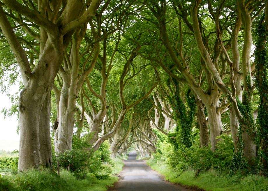 جاده The Dark Hedges در ایرلند شمالی,اخبار فیلم و سینما,خبرهای فیلم و سینما,اخبار سینمای جهان