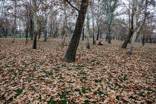 بارش پاییزه بارش پاییزه,اخبار اجتماعی,خبرهای اجتماعی,محیط زیست