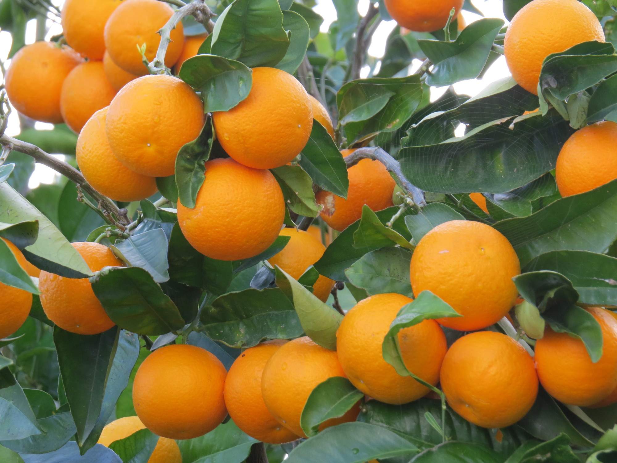 مرکبات مرکبات,اخبار اقتصادی,خبرهای اقتصادی,کشت و دام و صنعت