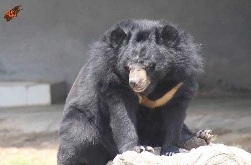 خرس سیاه,اخبار اجتماعی,خبرهای اجتماعی,محیط زیست