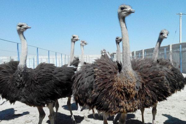 شترمرغ شترمرغ,اخبار پزشکی,خبرهای پزشکی,تازه های پزشکی