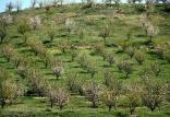 طرح کاشت درخت,اخبار اقتصادی,خبرهای اقتصادی,کشت و دام و صنعت