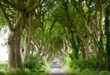 جاده The Dark Hedges در ایرلند شمالی,اخبار فیلم و سینما,خبرهای فیلم و سینما,اخبار سینمای جهان