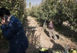 باغ سیب,اخبار اقتصادی,خبرهای اقتصادی,کشت و دام و صنعت