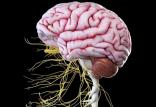 آسیب های عصبی مغز,اخبار پزشکی,خبرهای پزشکی,مشاوره پزشکی