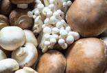 قارچ,اخبار پزشکی,خبرهای پزشکی,تازه های پزشکی