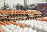 تخم مرغ,اخبار اقتصادی,خبرهای اقتصادی,کشت و دام و صنعت