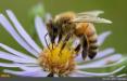 زنبورعسل,اخبار علمی,خبرهای علمی,طبیعت و محیط زیست