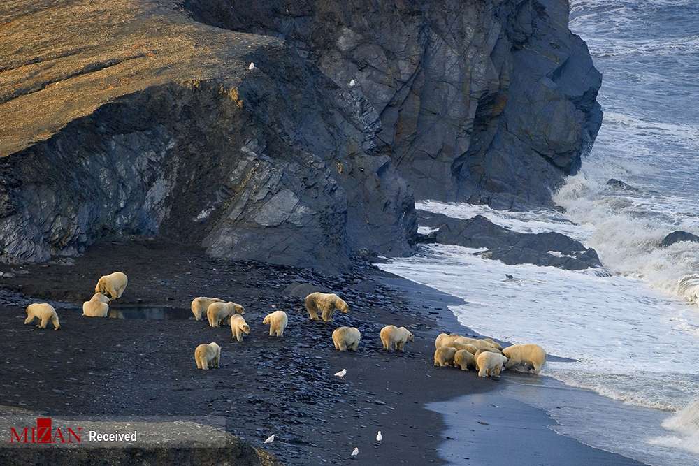 عکس های حیوانات قطب شمال,تصاویر زندگی حیوانات در قطب شمال,عکس های حیات وحش قطب شمال
