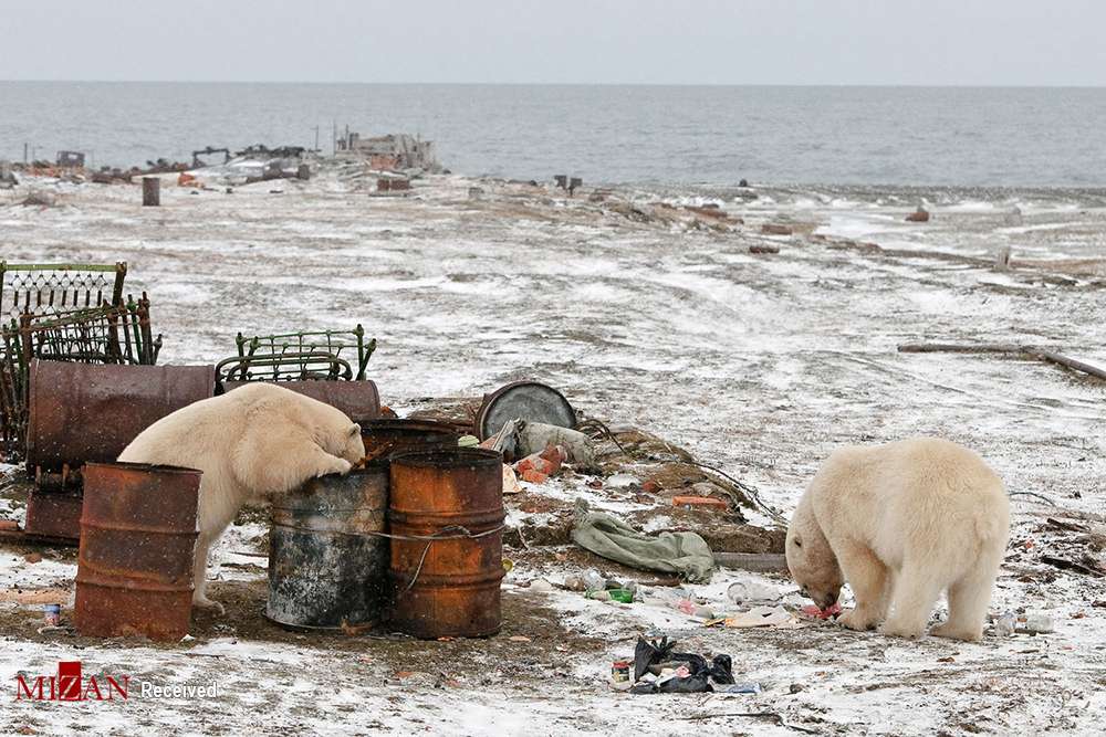 عکس های حیوانات قطب شمال,تصاویر زندگی حیوانات در قطب شمال,عکس های حیات وحش قطب شمال