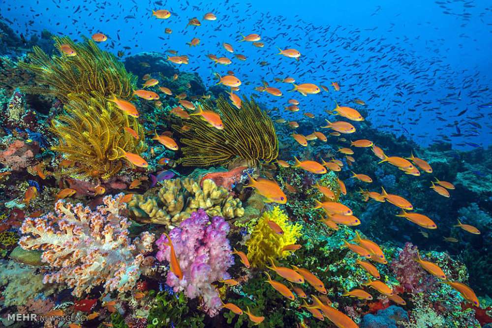 تصاویر اعماق اقیانوس‎,عکس های حیوانات,عکسهای حیات وحش اقیانوس