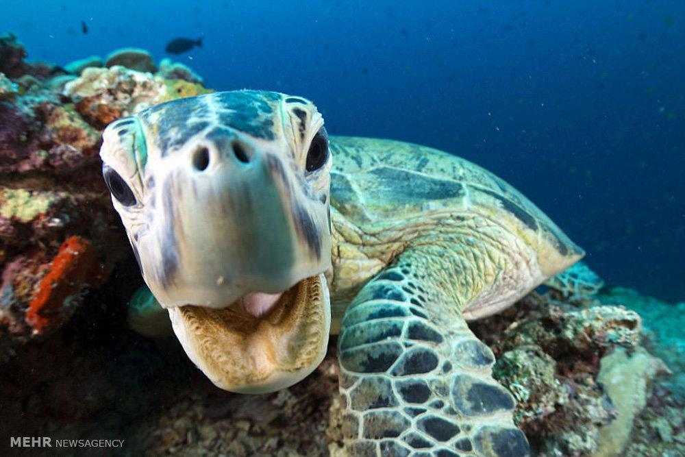 تصاویر اعماق اقیانوس‎,عکس های حیوانات,عکسهای حیات وحش اقیانوس