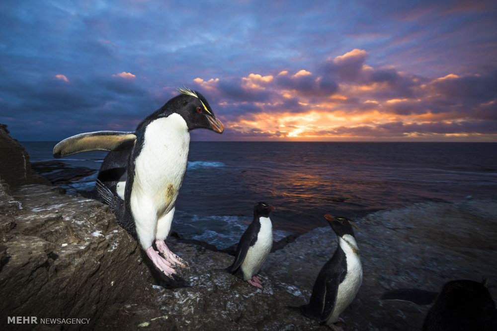 تصاویررژه پنگوئن ها,عکس های رژه پنگوئن ها در غروب آفتاب,تصاویرعکاس حیات وحش ازپنگوئن های جزایر فالکلند,